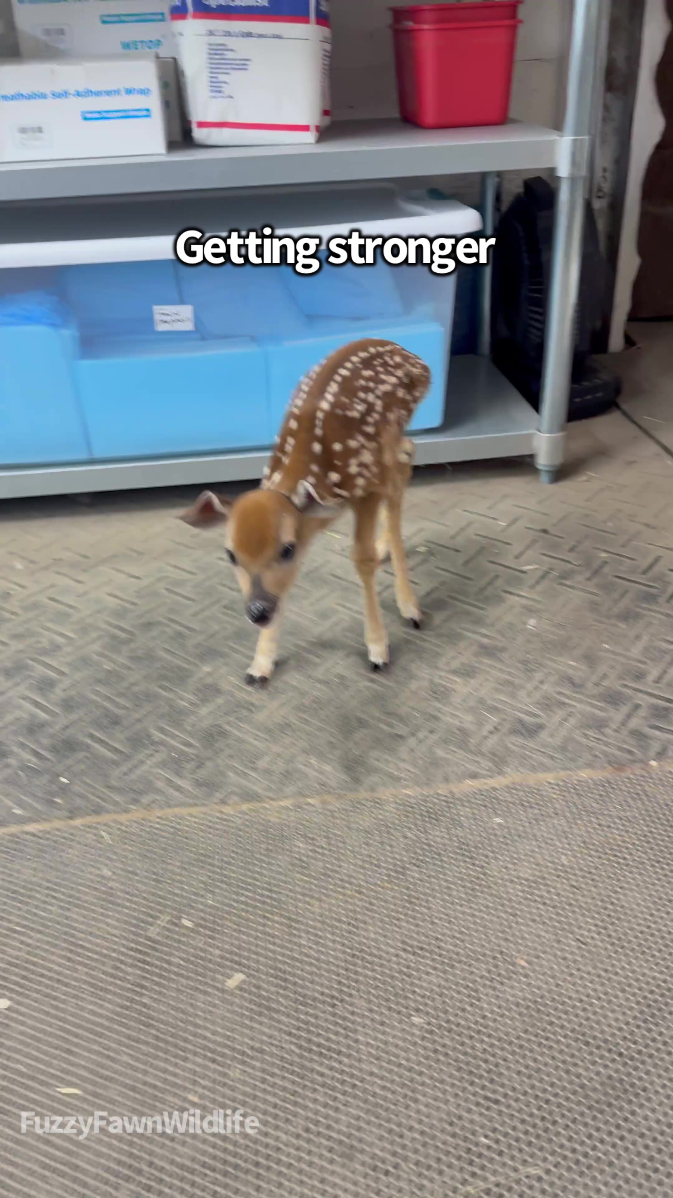@Fuzzy Fawn Wildlife