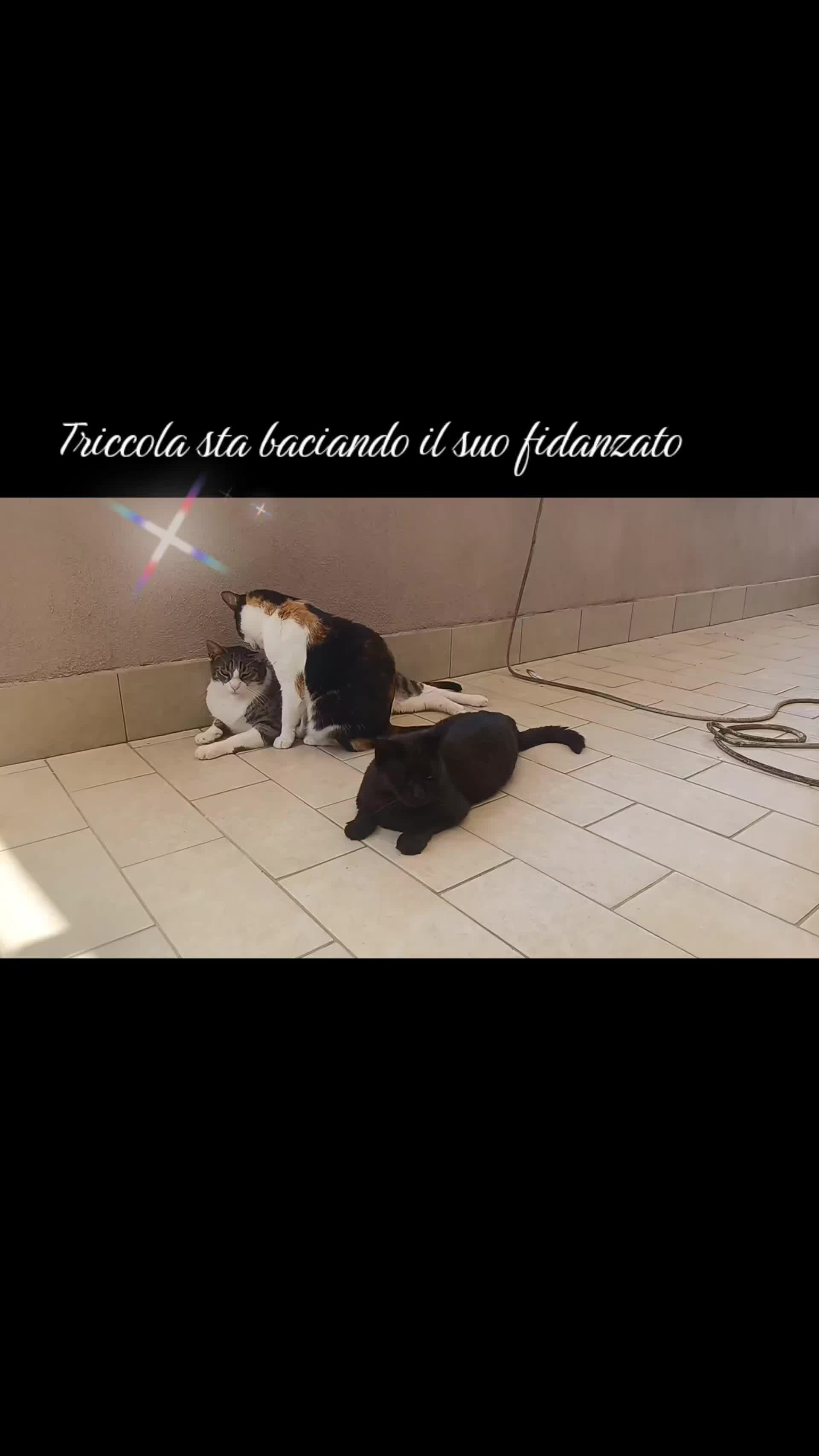 @amica dei gatti