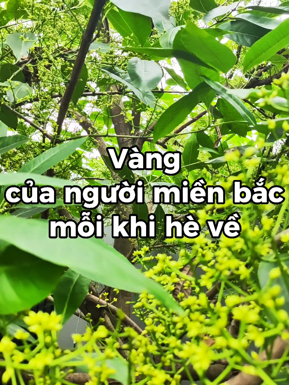 @Dược sĩ cỏ