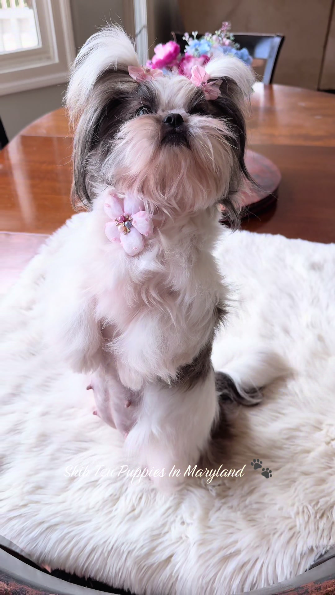 @Shih Tzu Puppies in Maryland