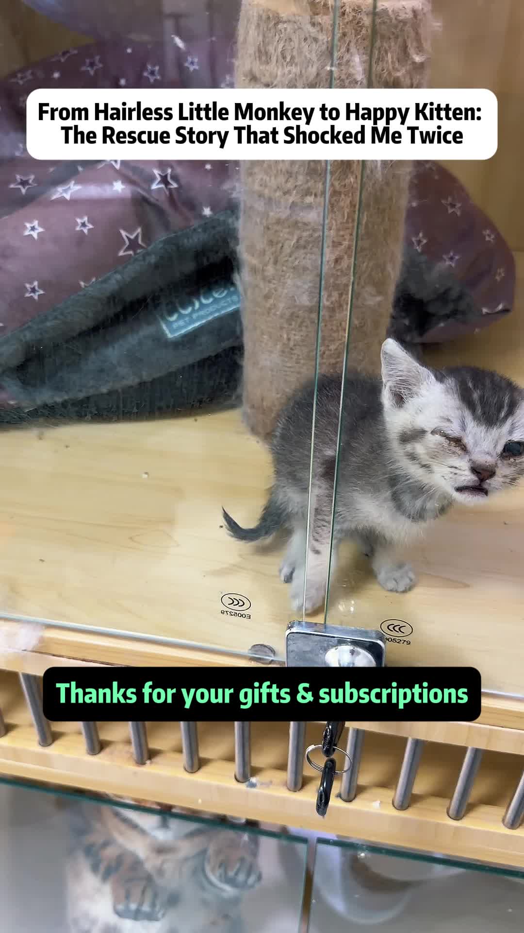 @Stray Cat Talkz