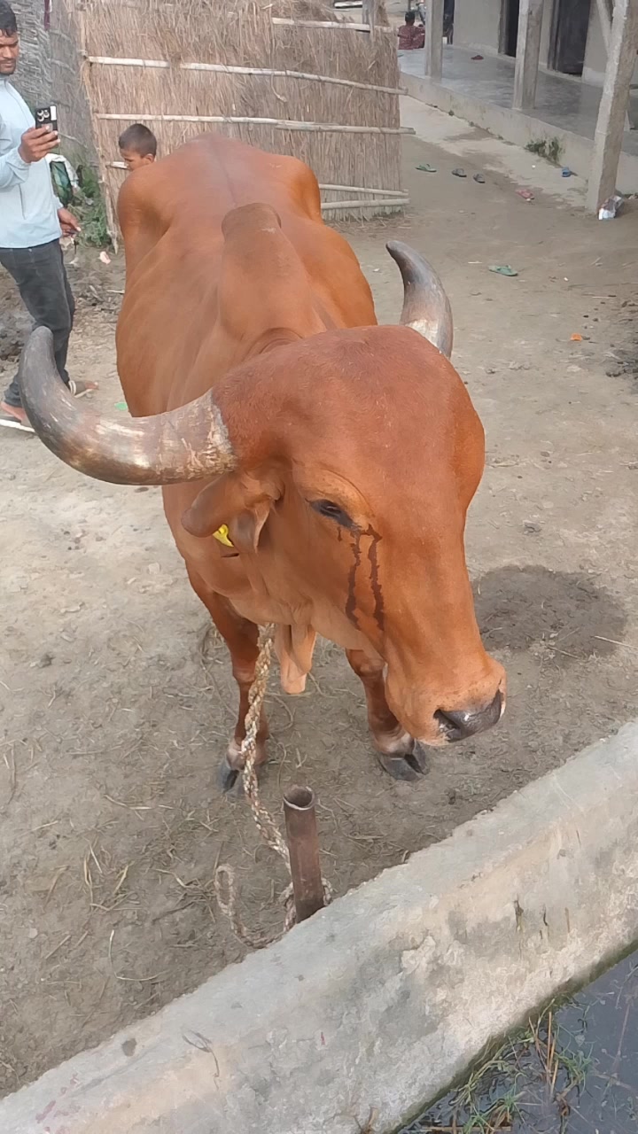 @Deni raj