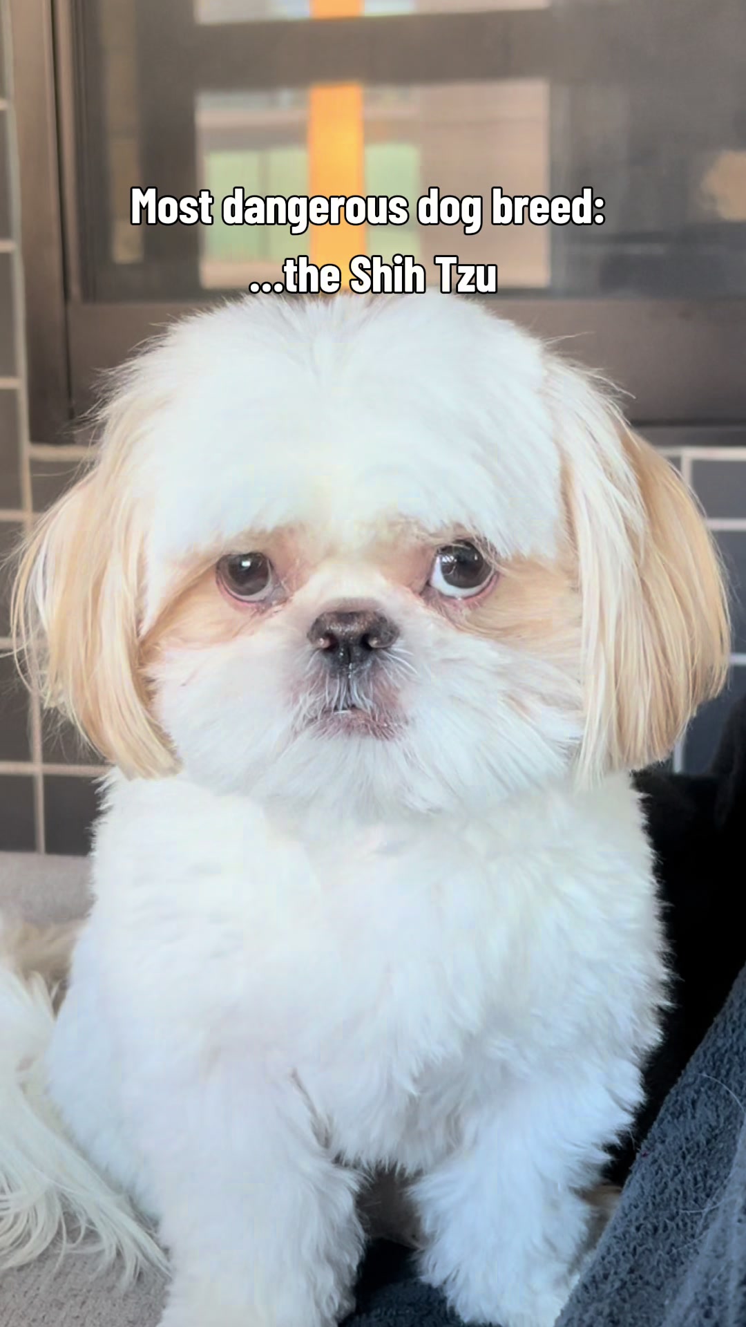 @Hugh the Shih Tzu