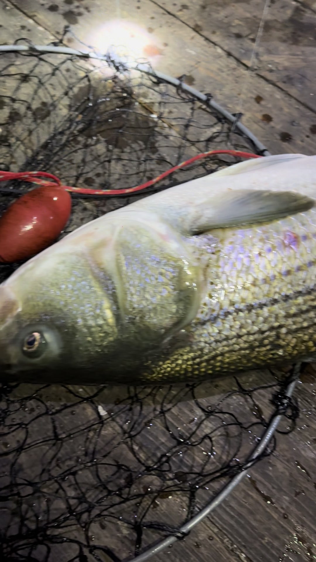 @SANTIAGO 🎣❤️🎣❤️🎣