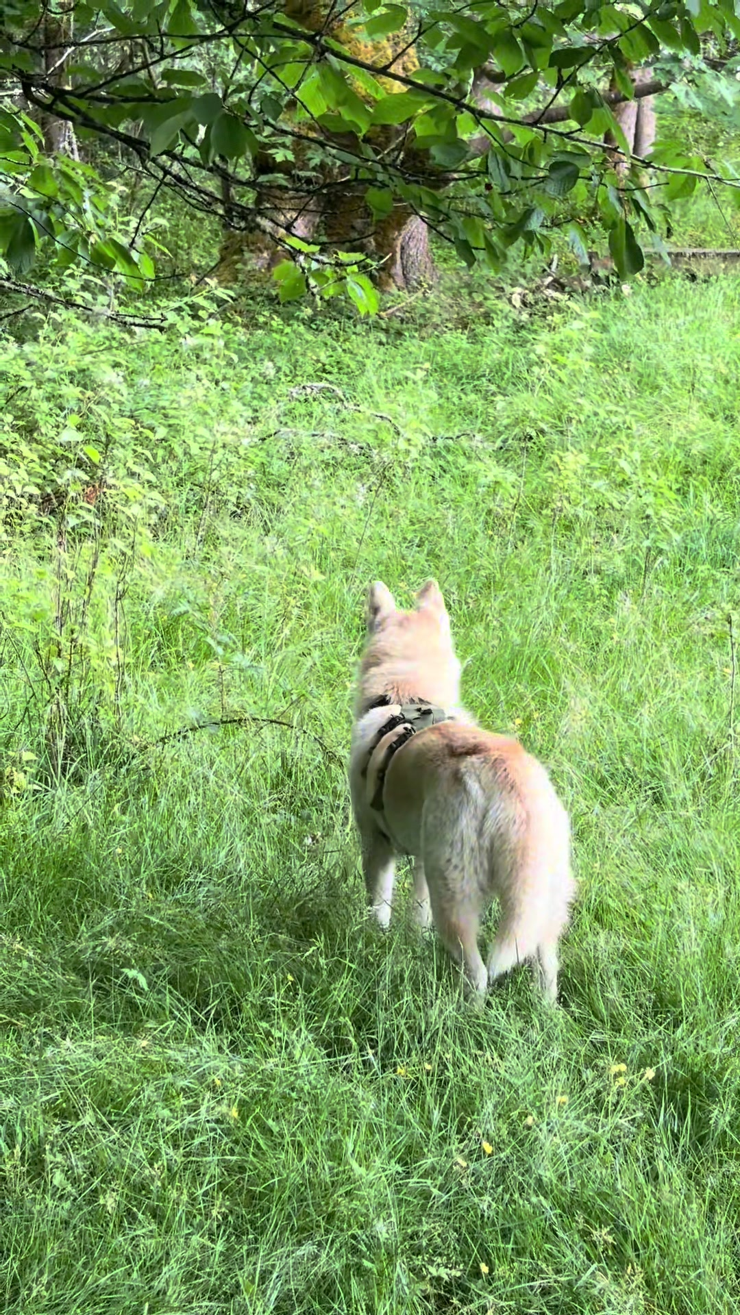 @🍃⋆˙ Ren!!⋆。🐾