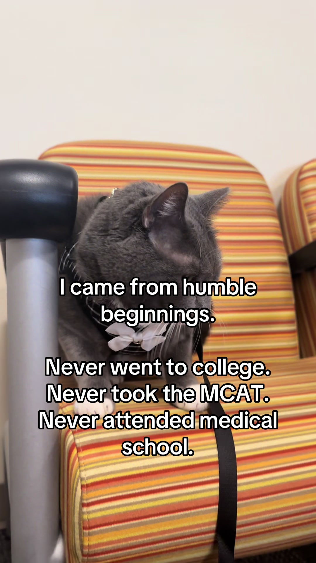 @Therapy Cat Roger & Family
