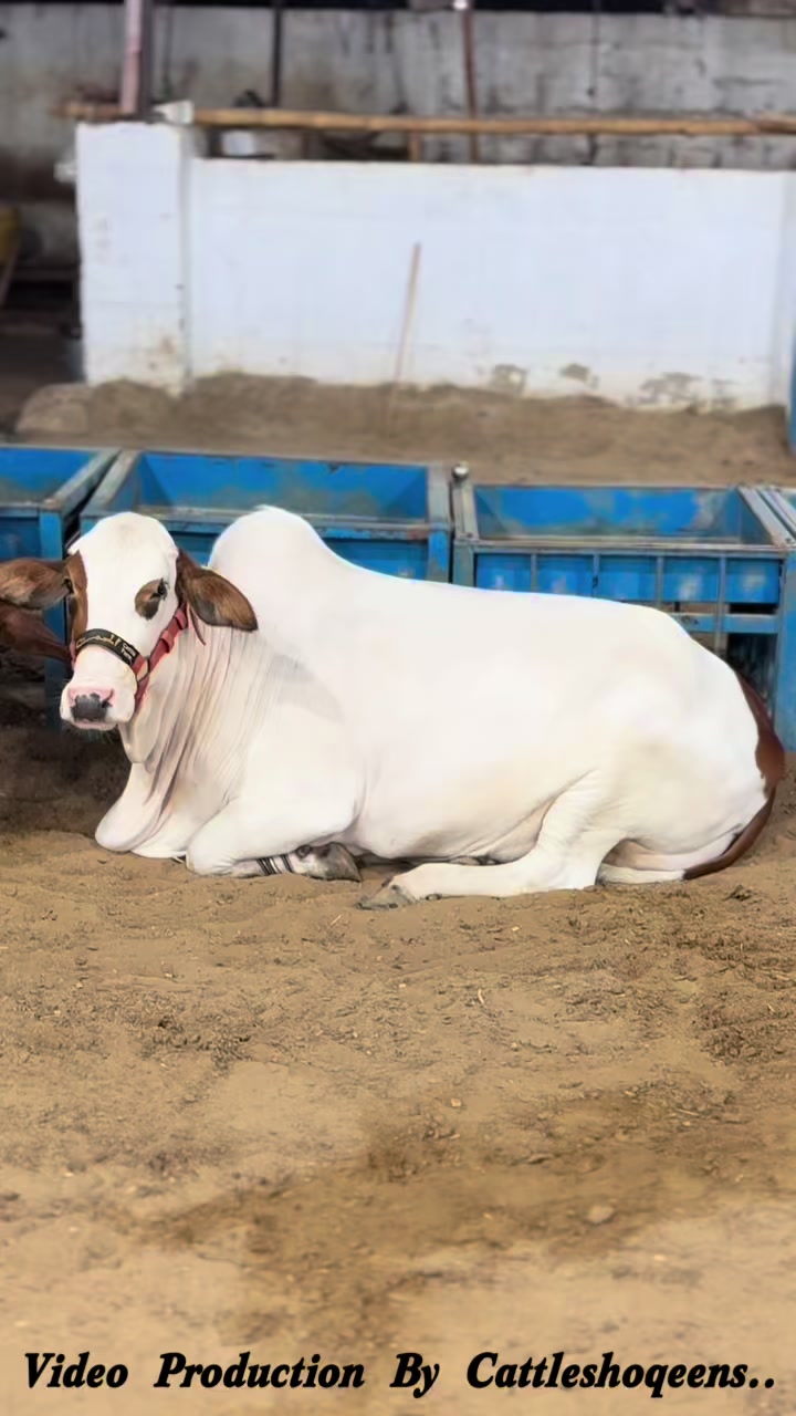 @cow lover😍