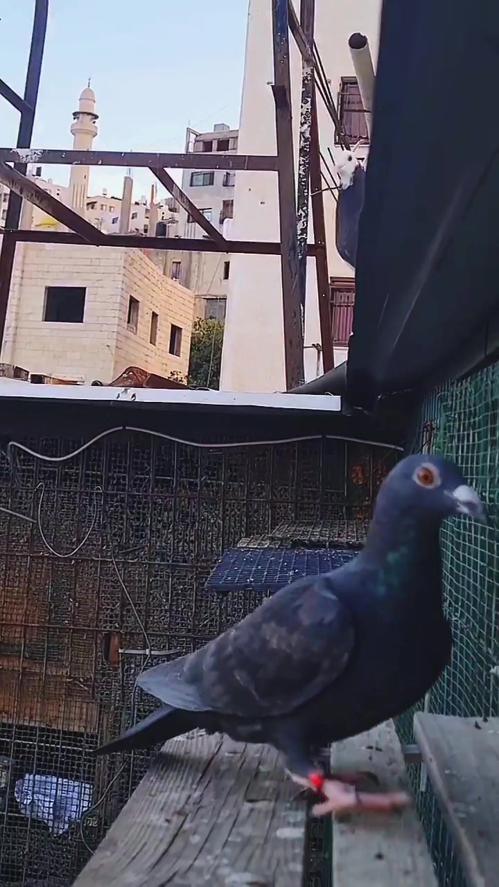 @Pigeons Tv