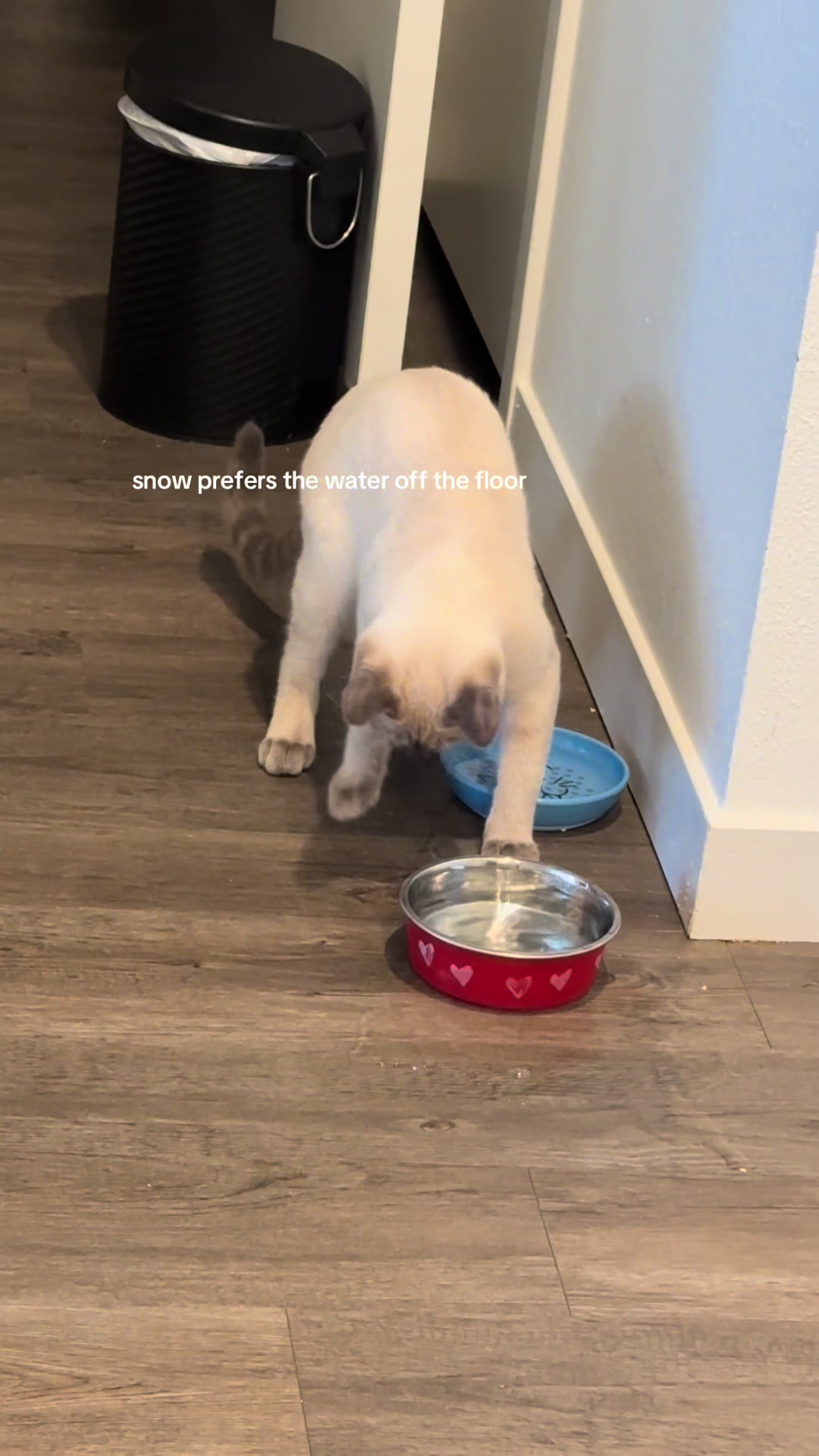 @cleochanelthebengal