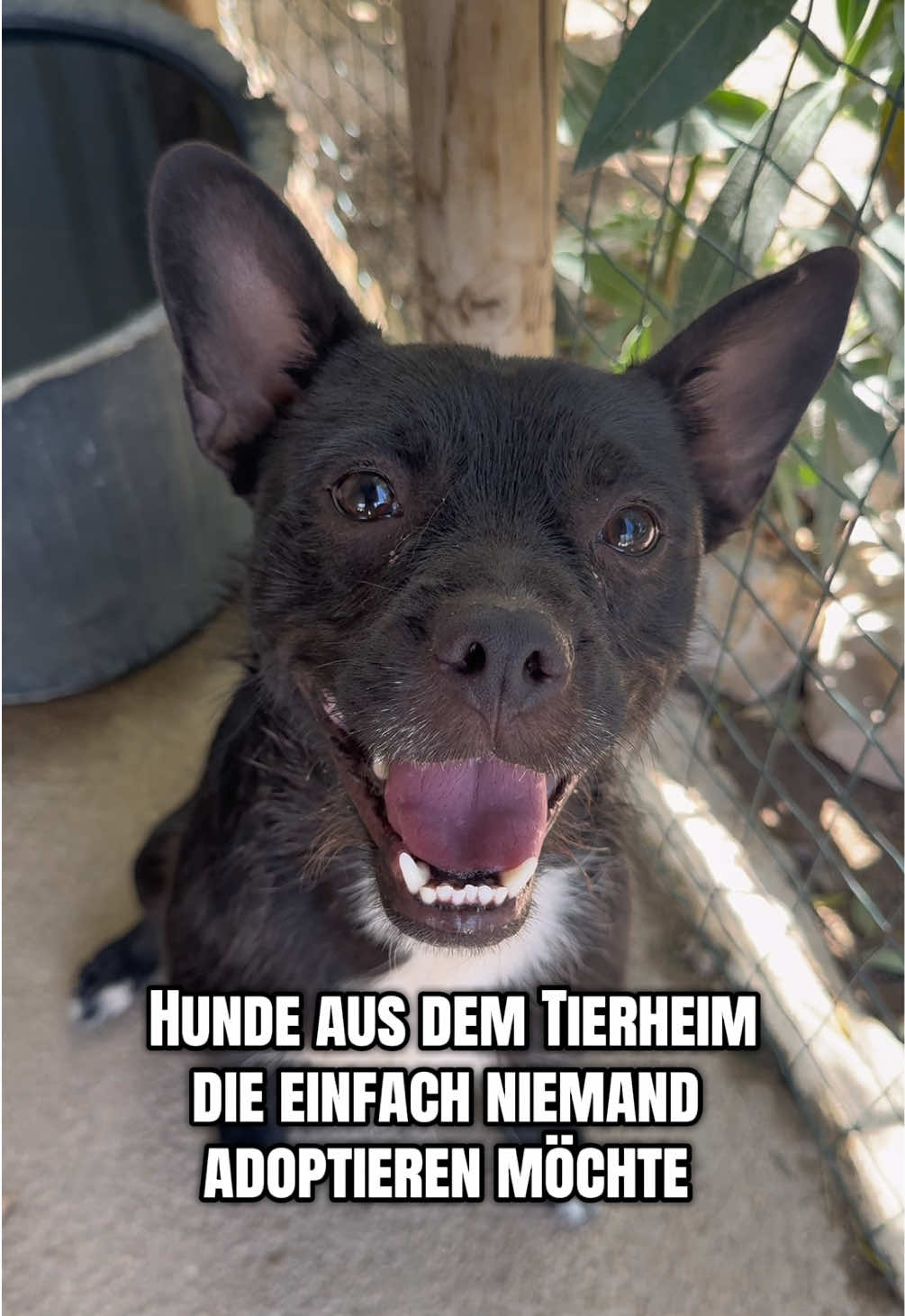@mother of dogs