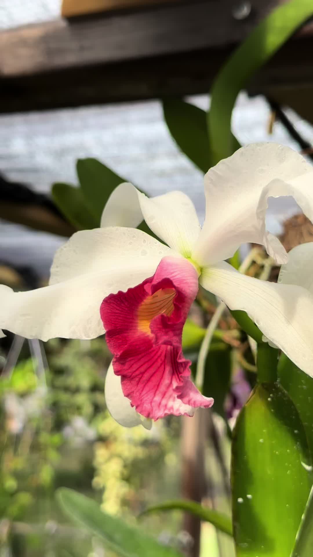 @Migs | Orchids ๐ธ