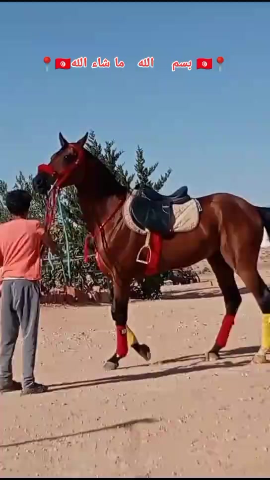 @bader ._. ❤️🔥🐴📍