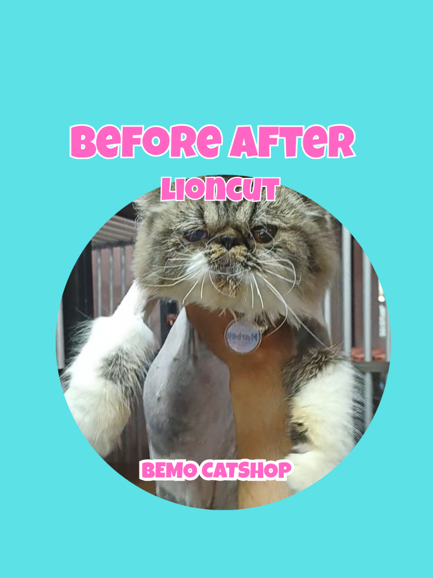 @Bemo Catshop