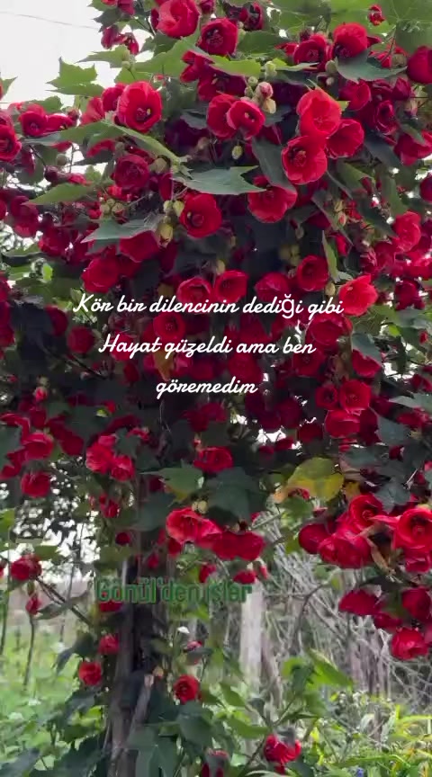 @Zübeyde karakaş 💜💙❤🩵