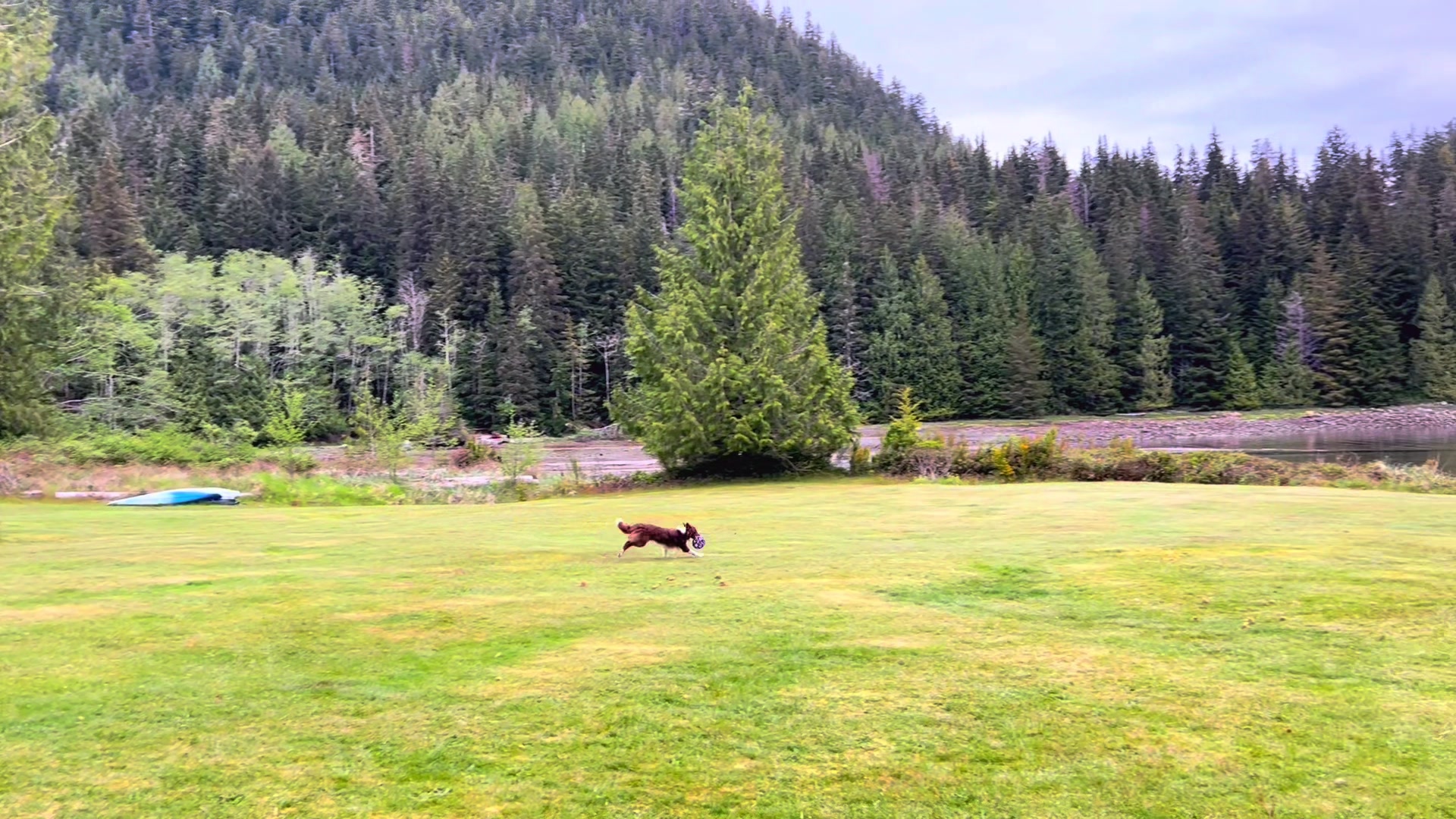 @Coastal Collies