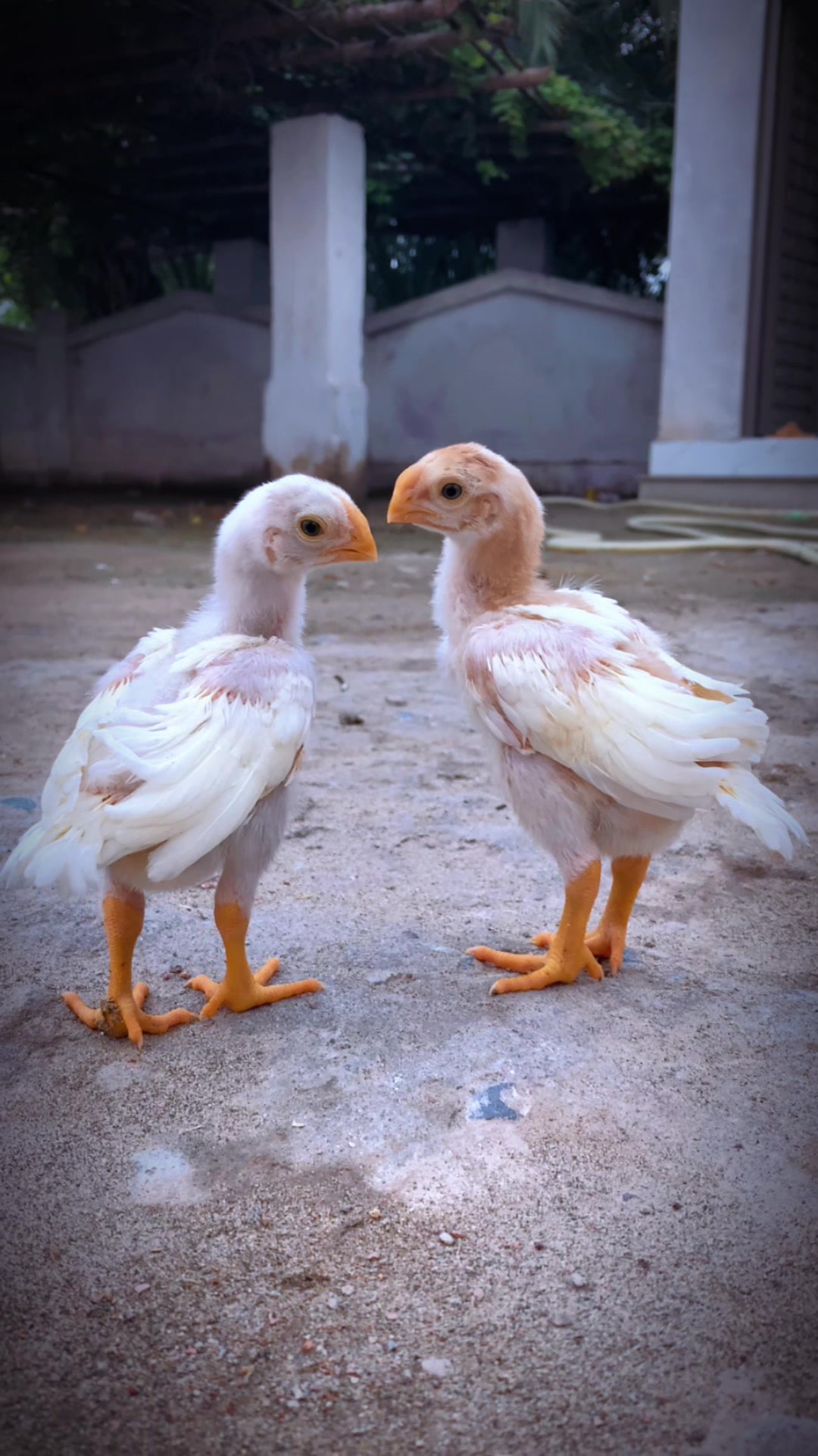 @Birds_Goat