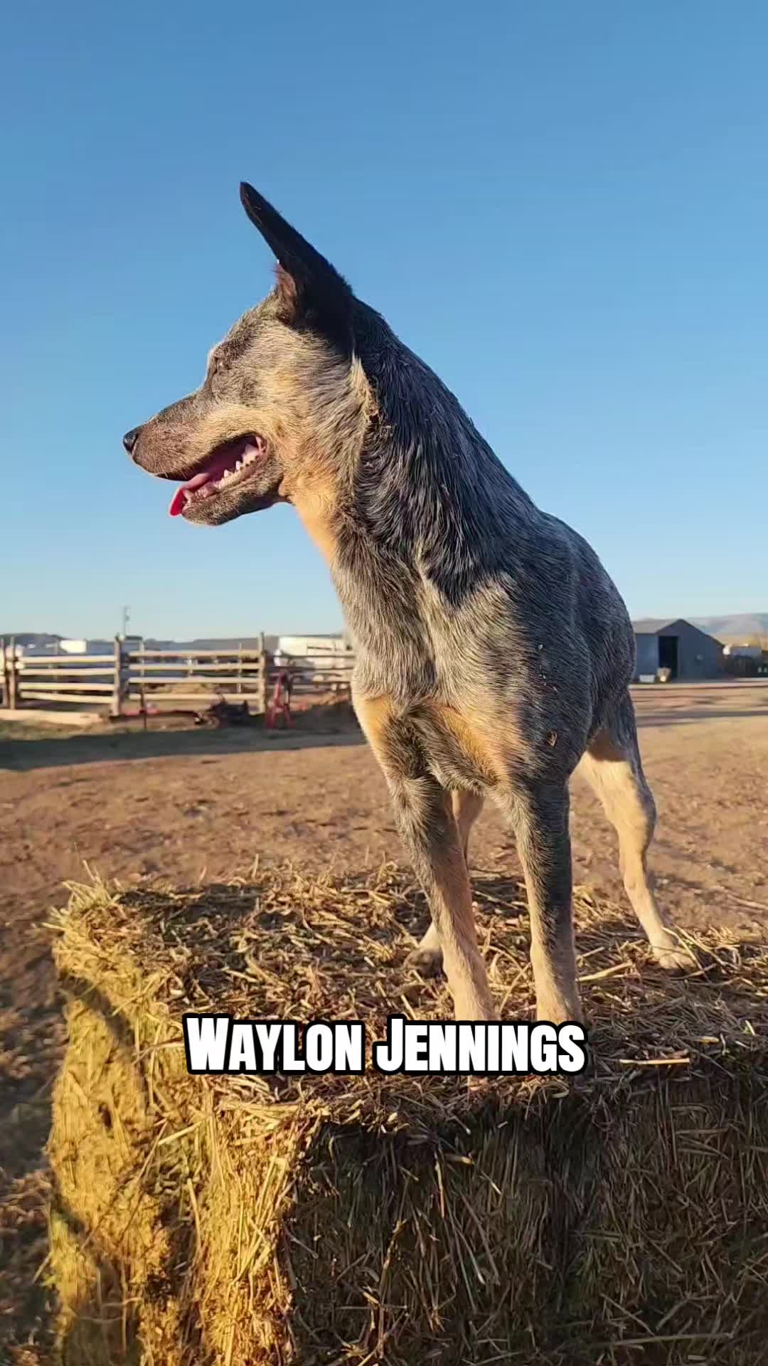 @Olsen Horse & Cattle Co. LLC