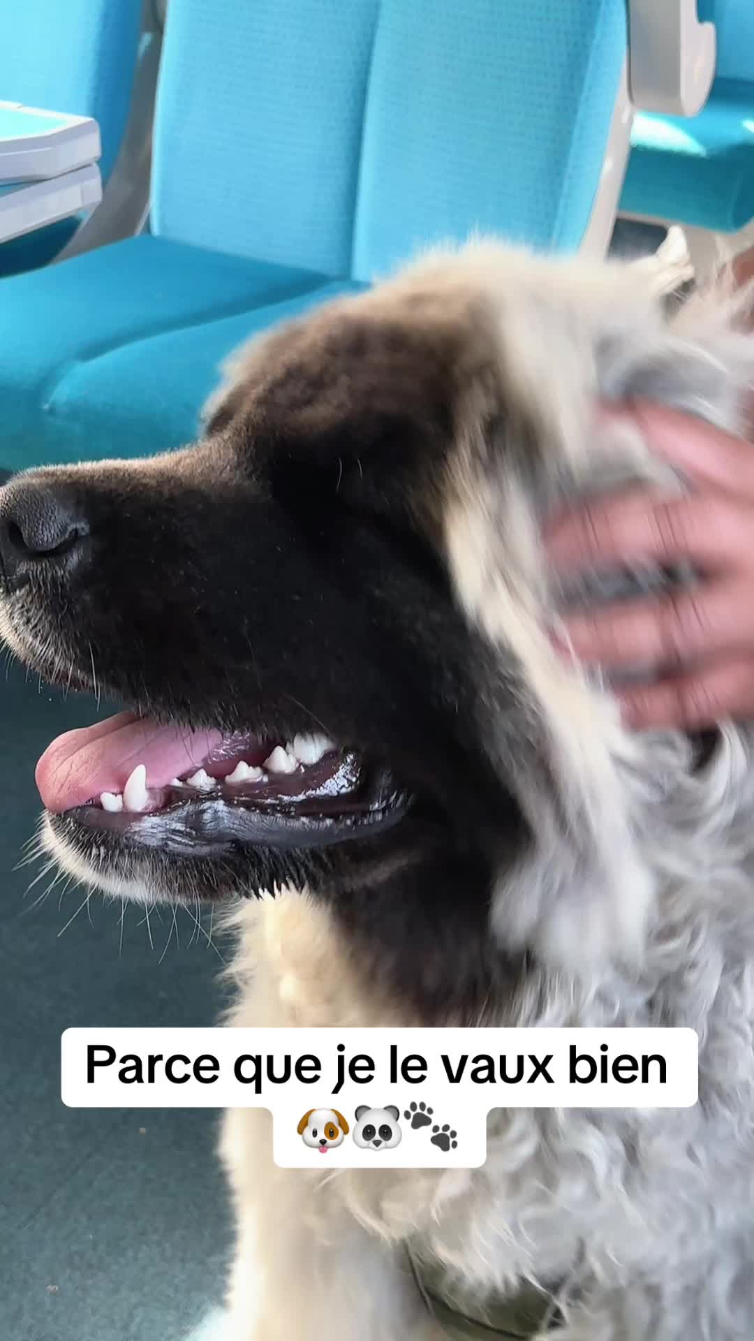 @Moon 🐶🐼🐾