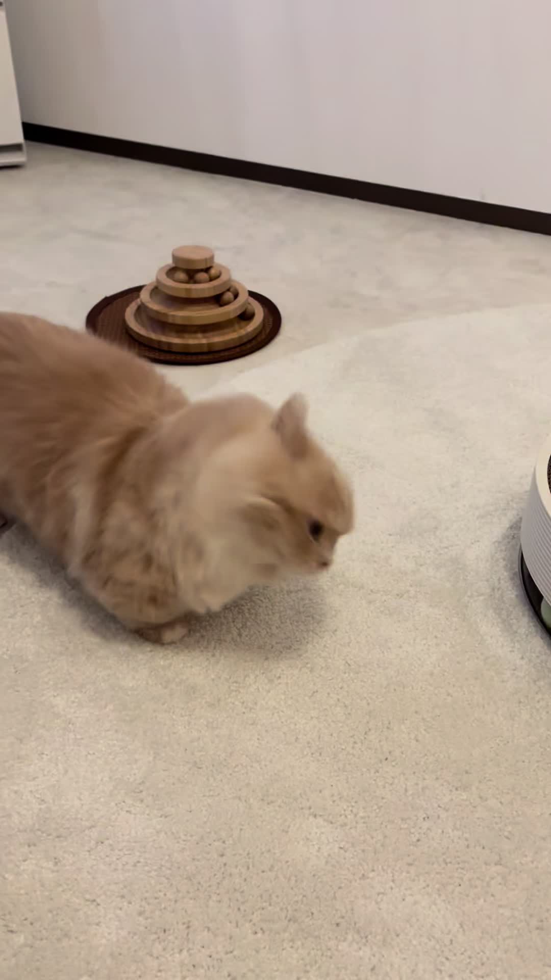 @贅沢タワマンチカンのラテ様