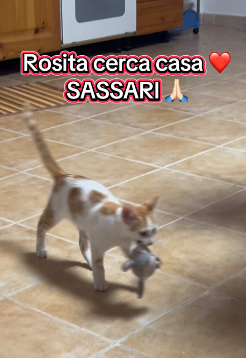 @veeronicadallavalle