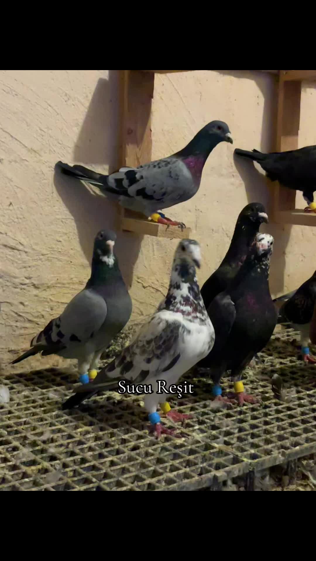 @Abdul Reşit Arıcak