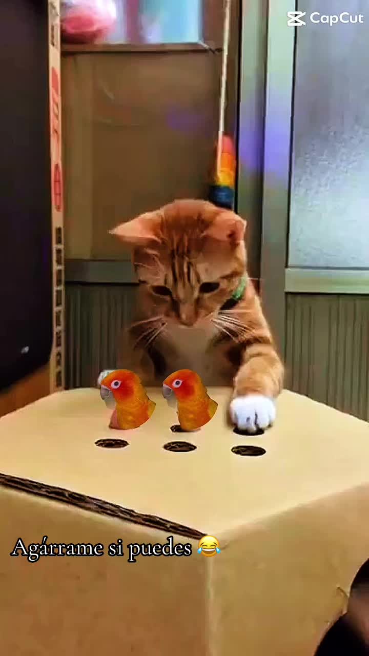@Mango 🦜La cotorra solar