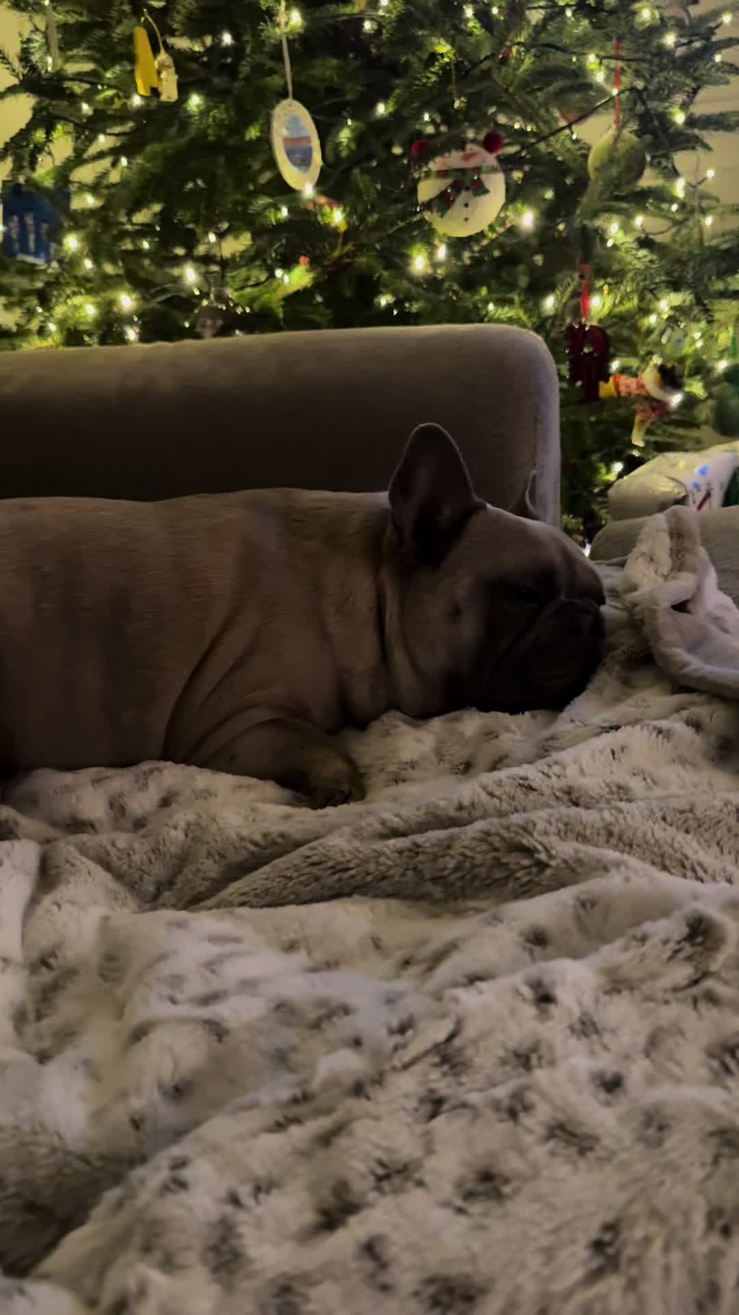 @mavisthefrenchie