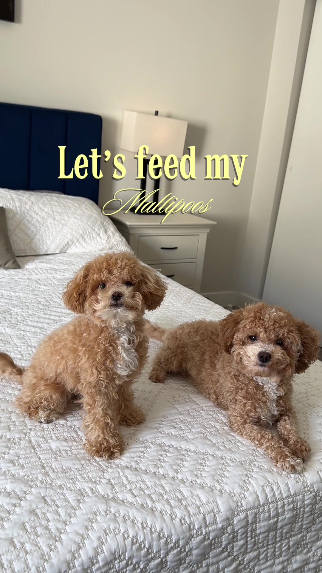 @Dog Bites Daily