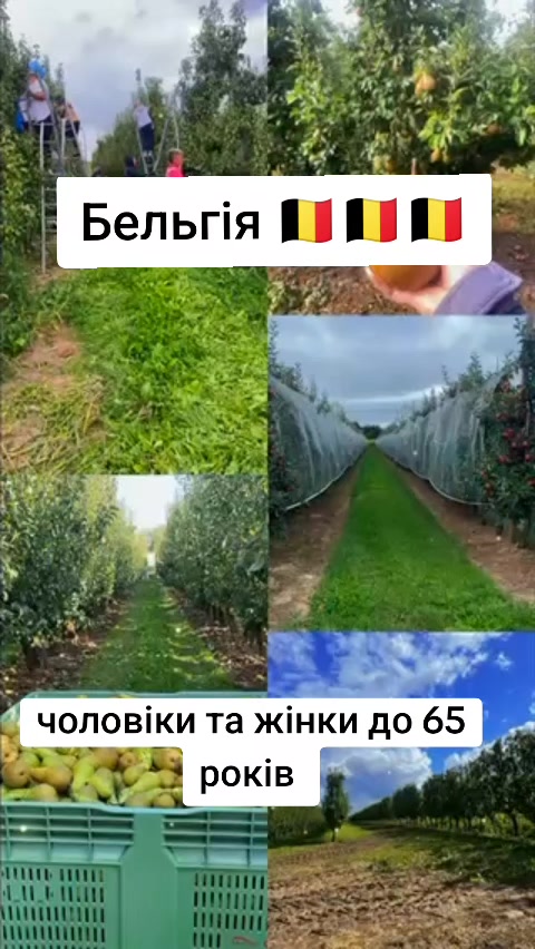 @Бельгія та Нідерланди