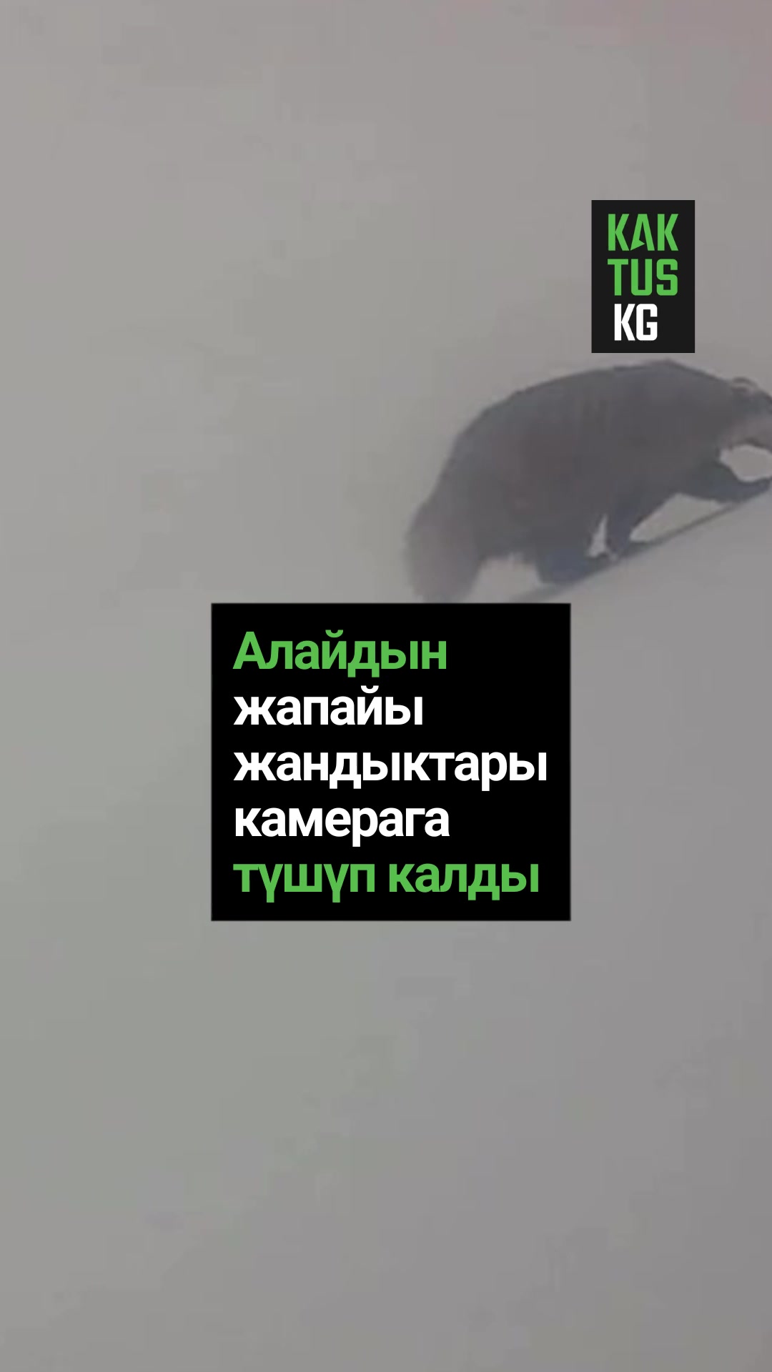 @Kaktus KG