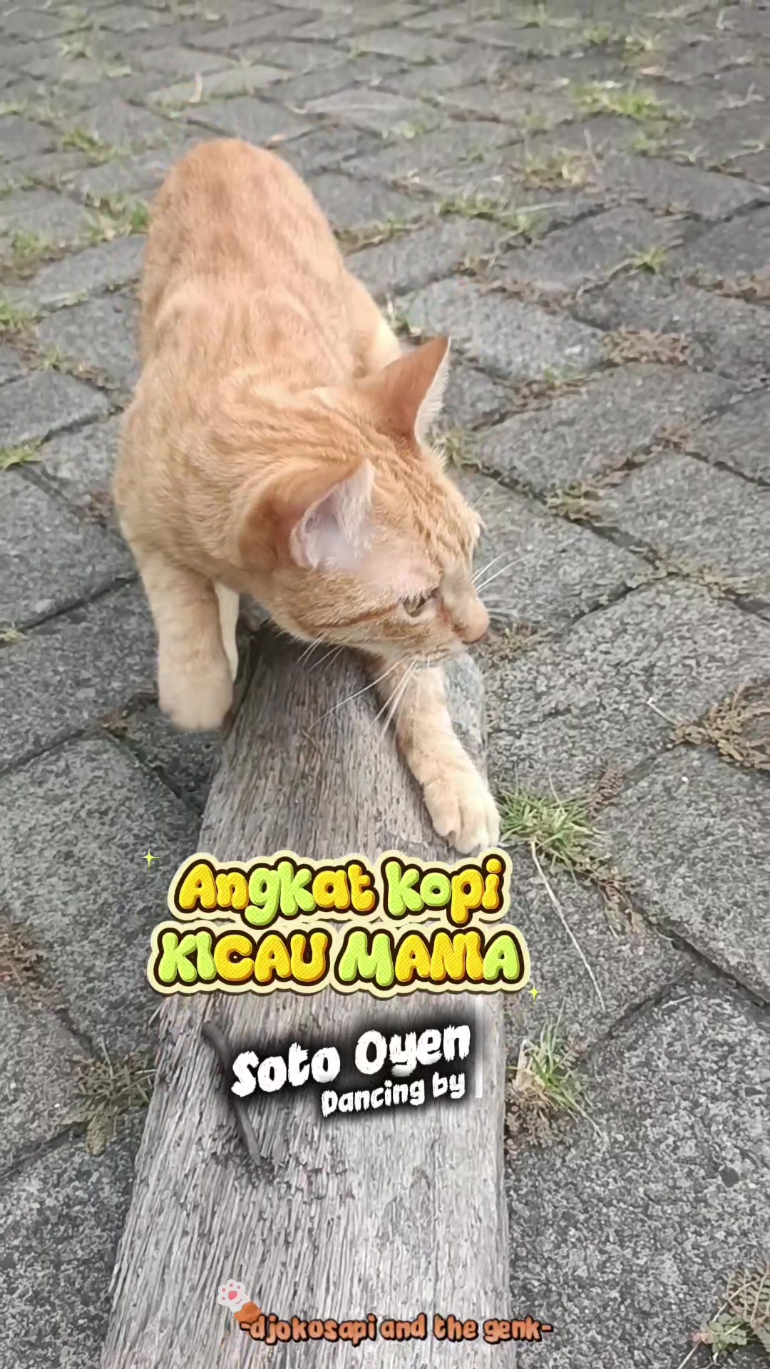 @sapijoko