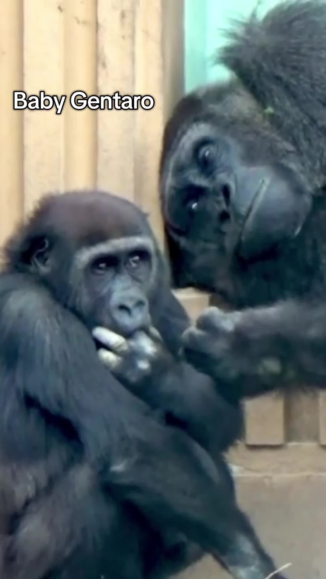 @Awesome gorillas