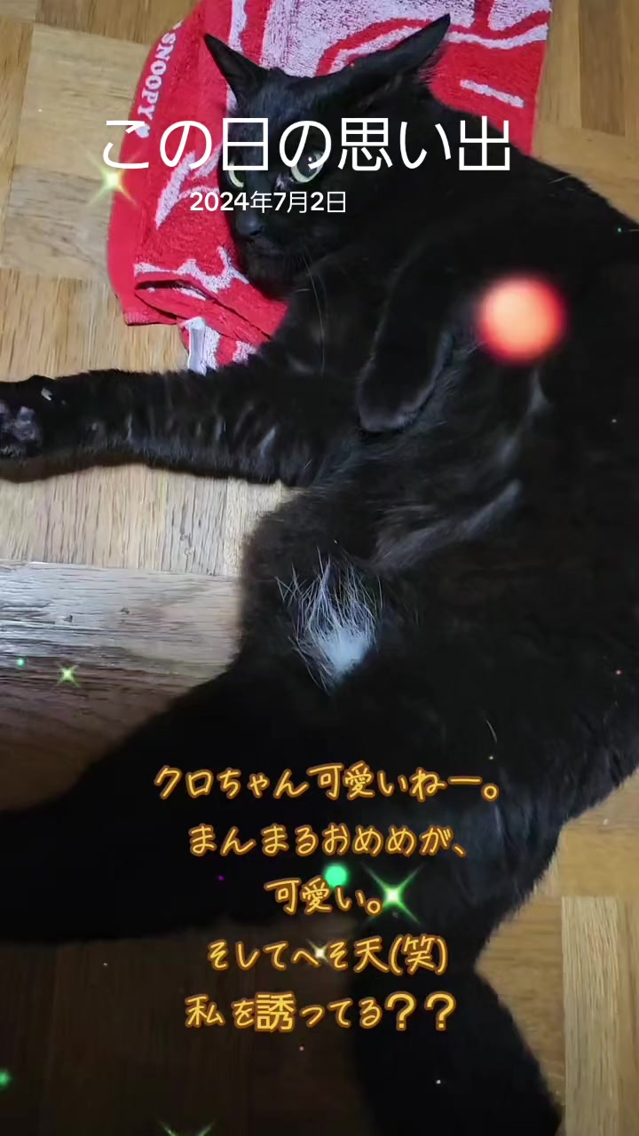 @黒猫の凱旋➿️