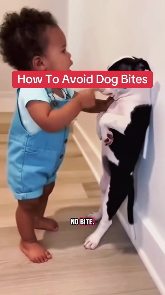@Best Buddy Dog Trainer LLC