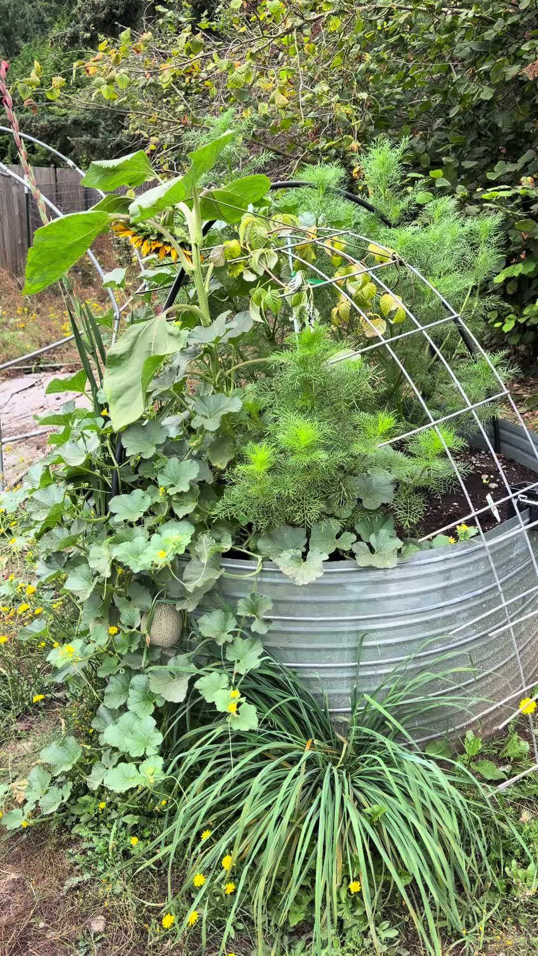 @Lyndsey - Backyard Family Farm
