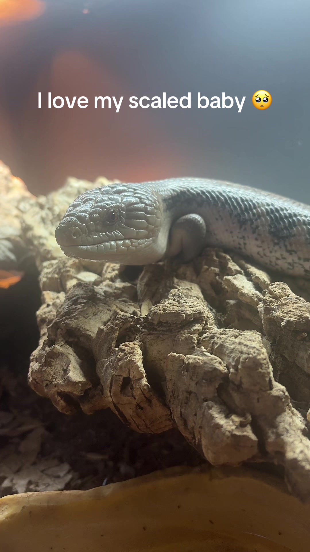 @🦎ranch💥🤍❤️🔥🦎