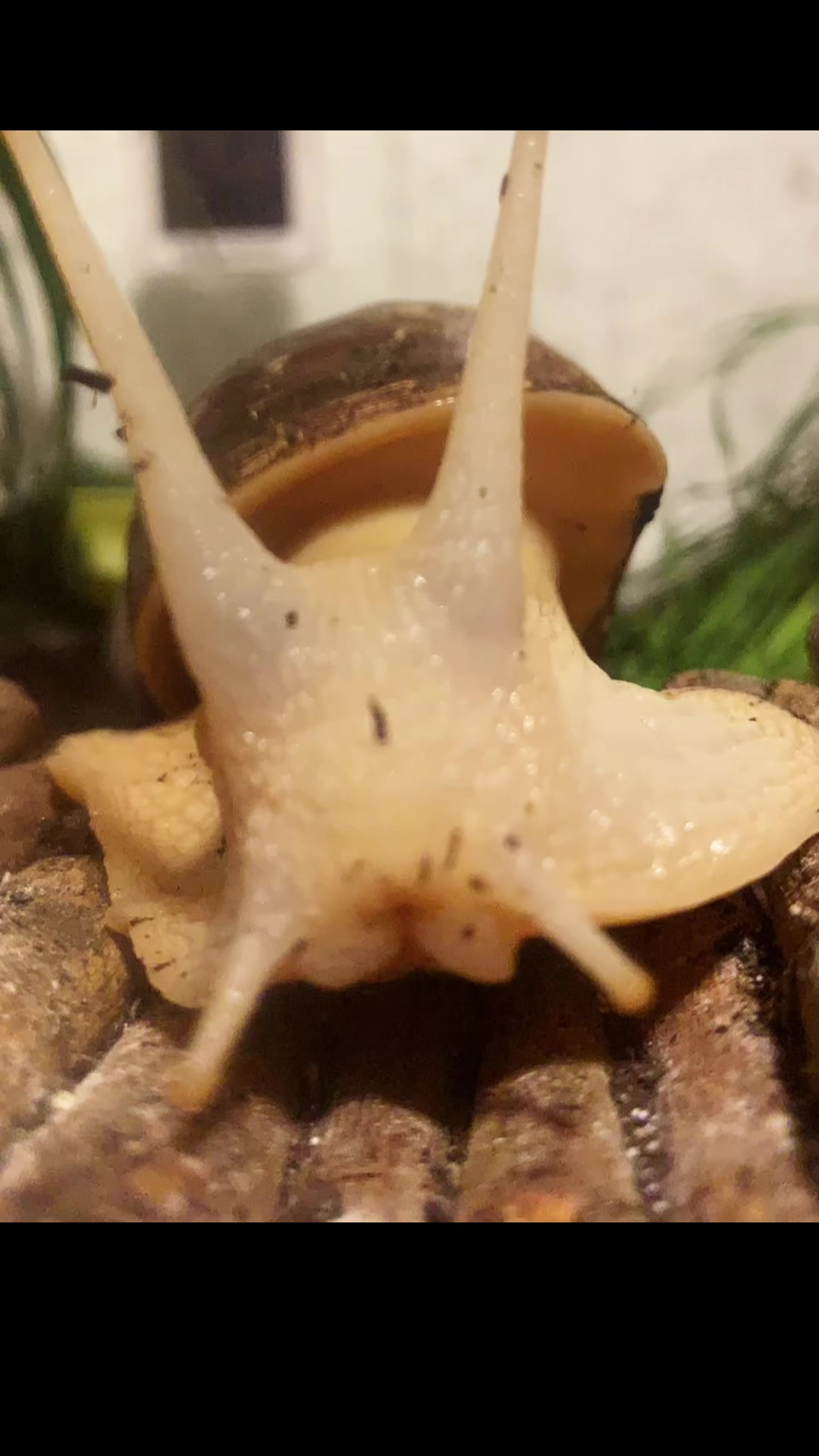@🕷️Eliah—🐌
