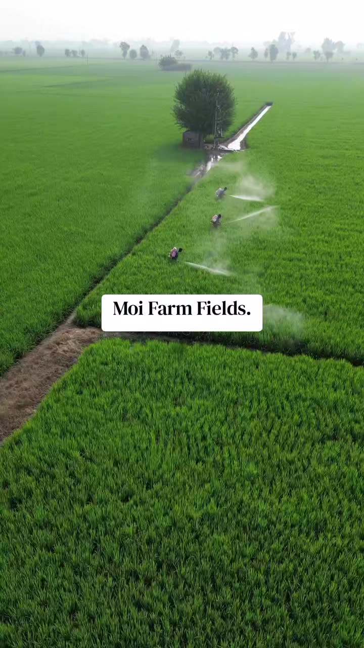 @MOI FARM KABARAK.(sponsered)