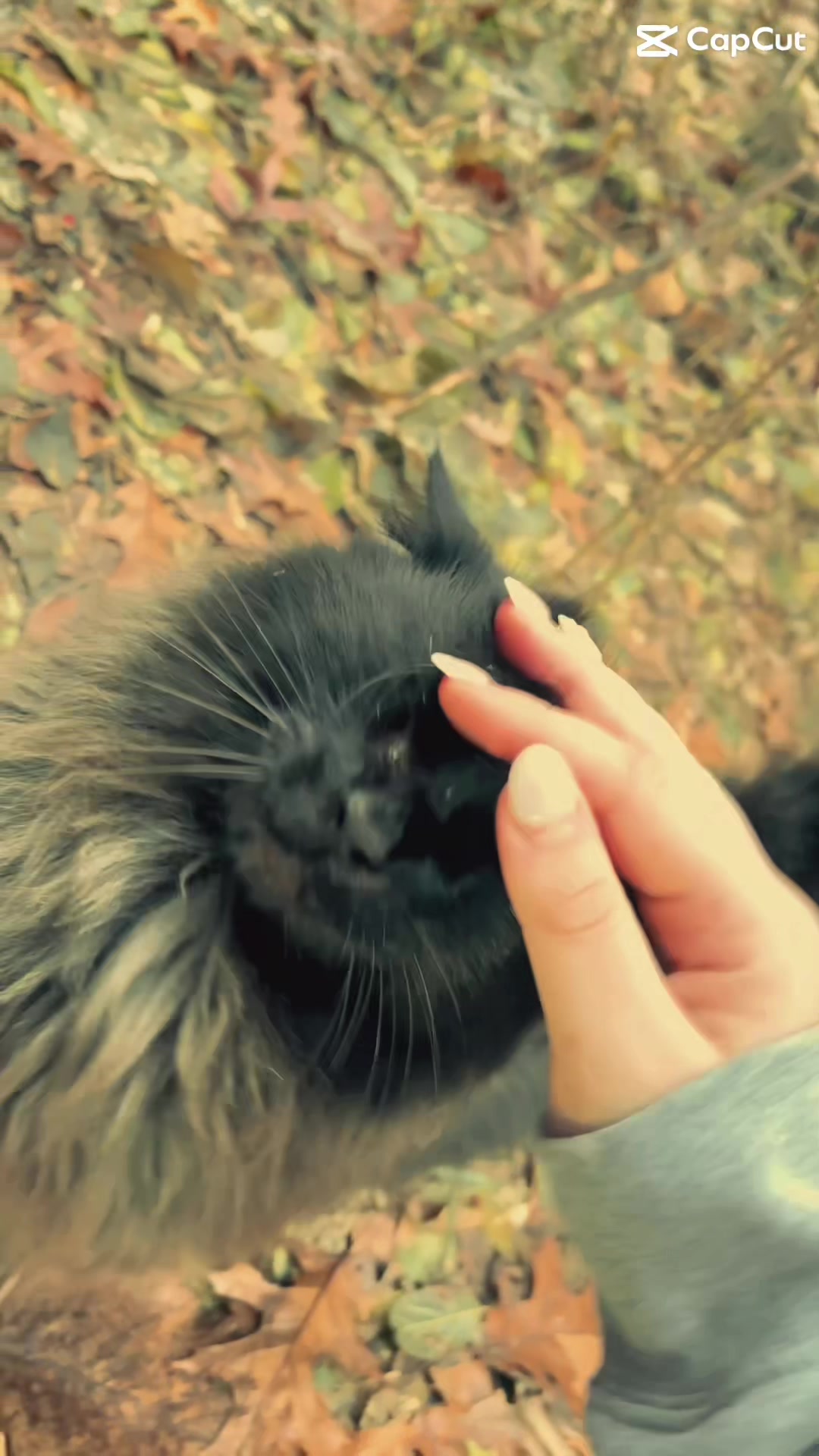 @em 🩷🐈