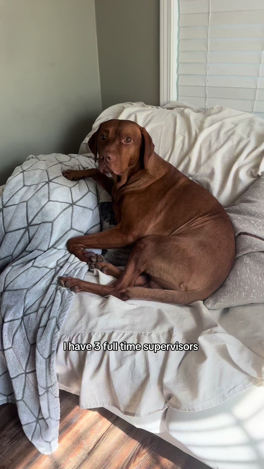 @Tycho the vizsla