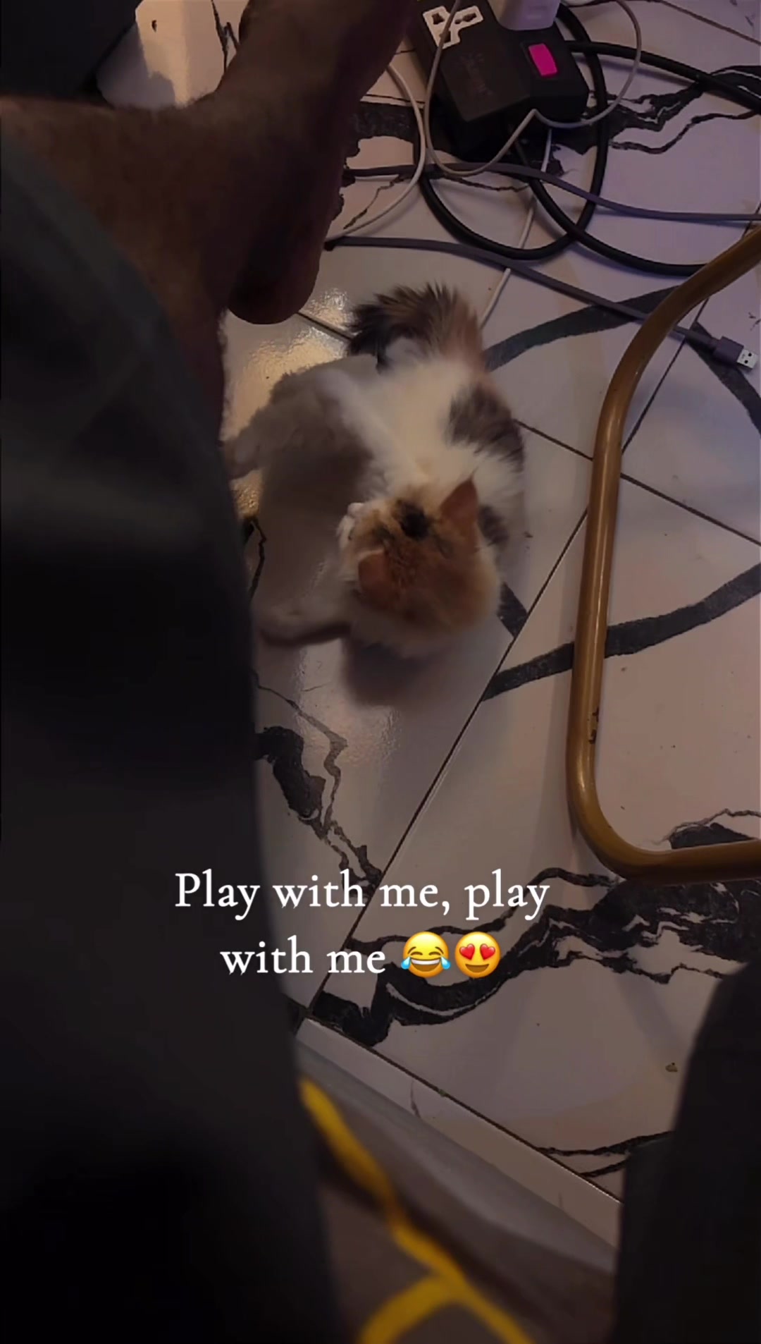 @🐱Deraspets🐶