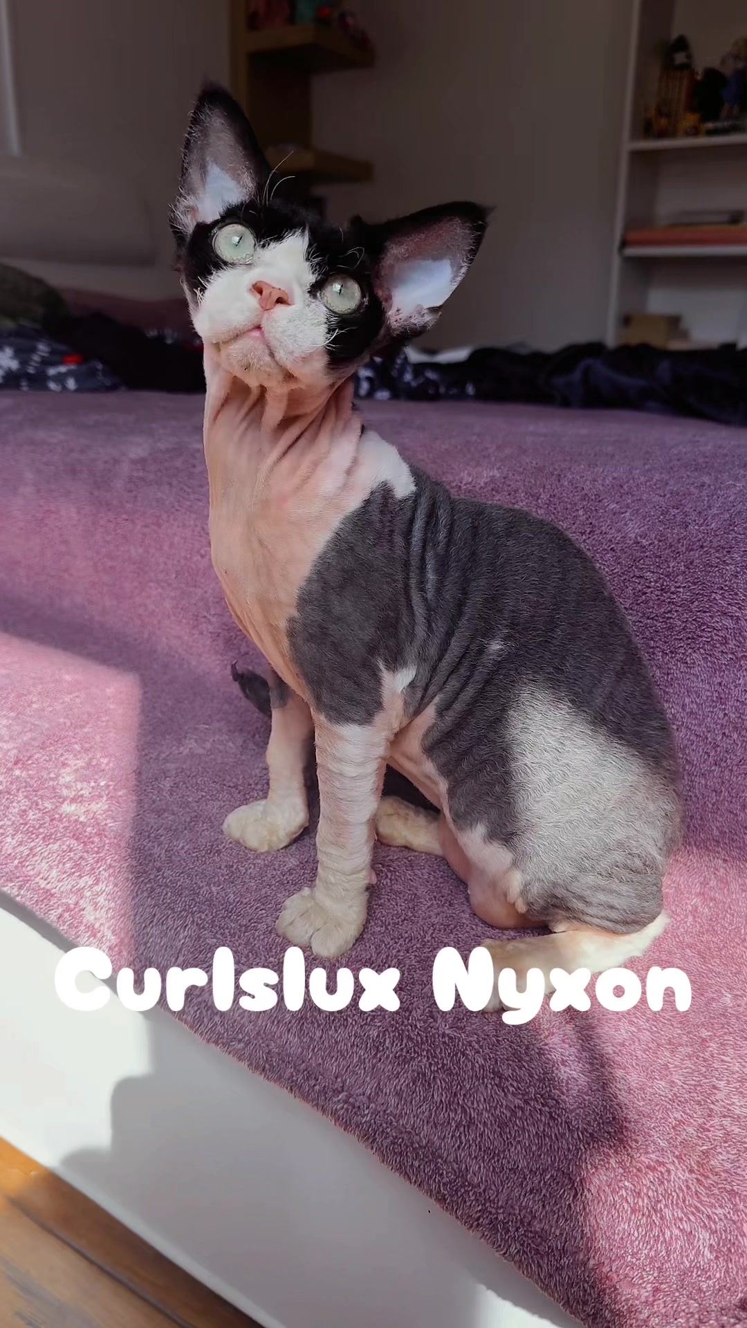 @Curlslux cattery!!🇺🇸