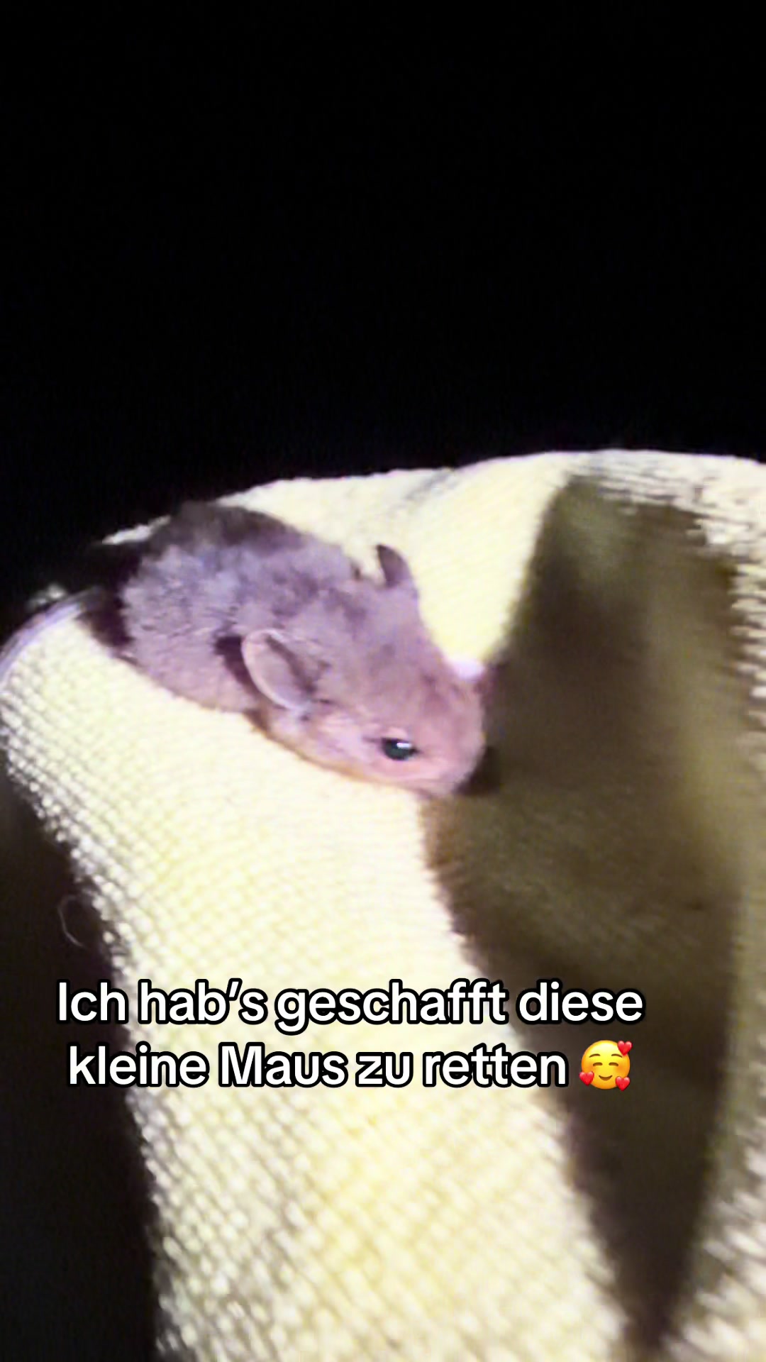 @Oscar & die Katzenbande
