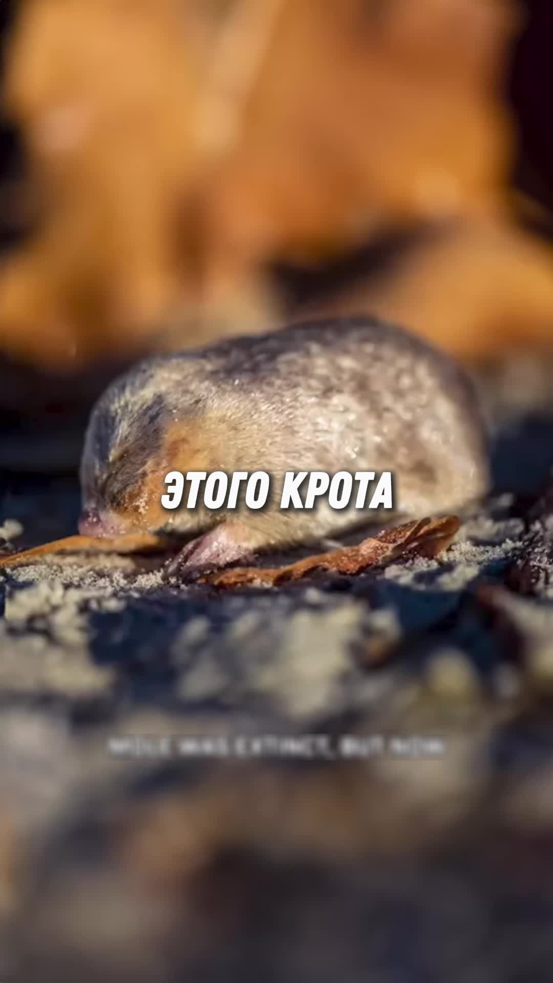 @markelov_facts