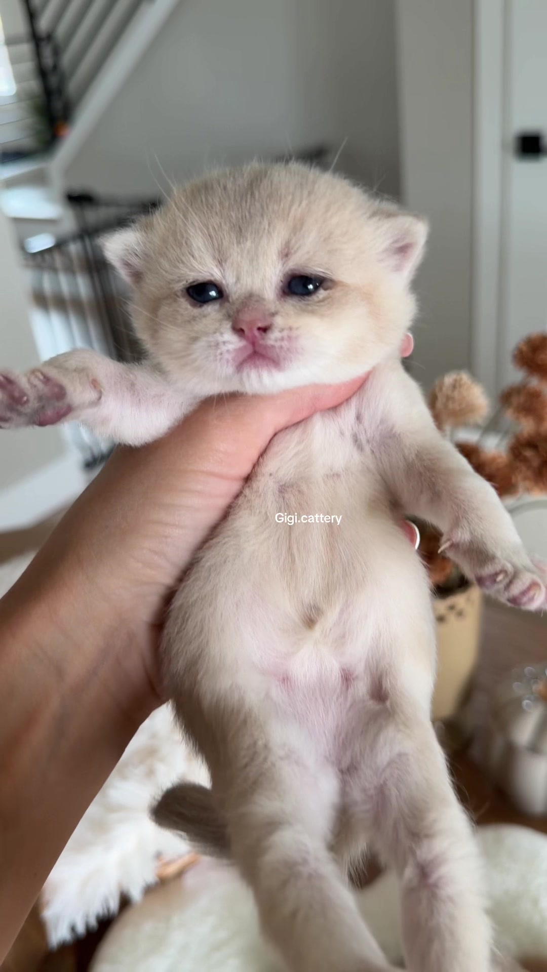 @gigi.cattery