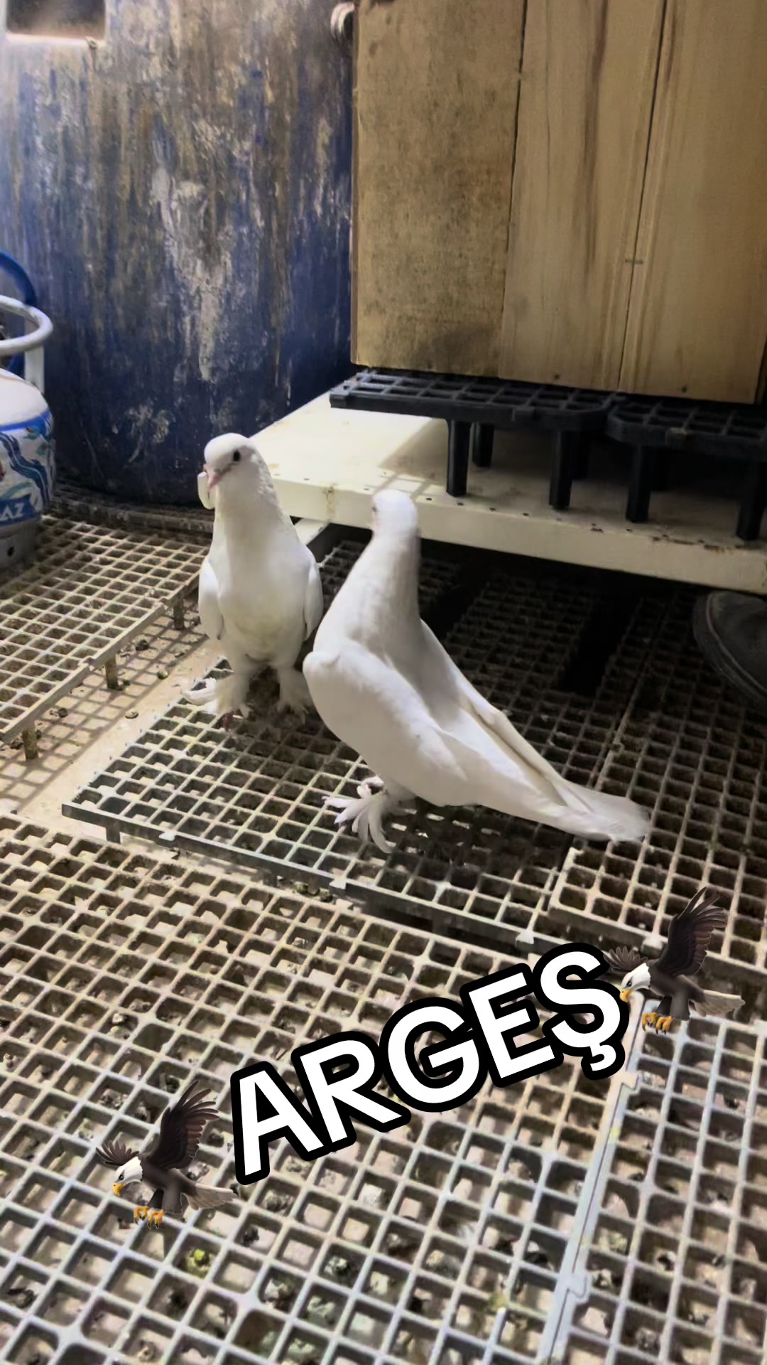 @47 argeş