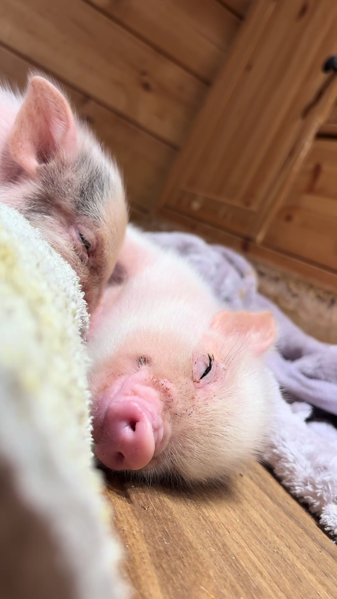 @pignic