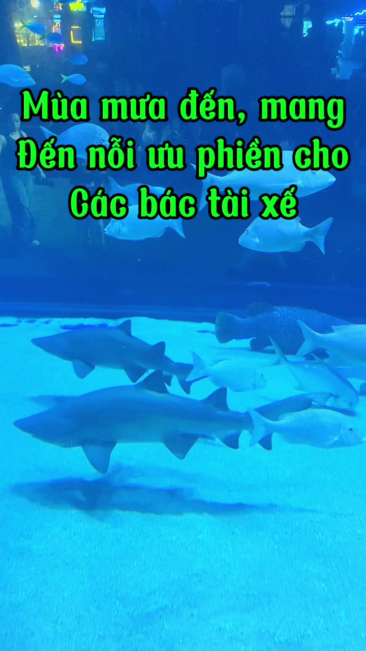 @Phụ kiện &ocirc; t&ocirc; Ho&agrave;ng B&aacute;ch