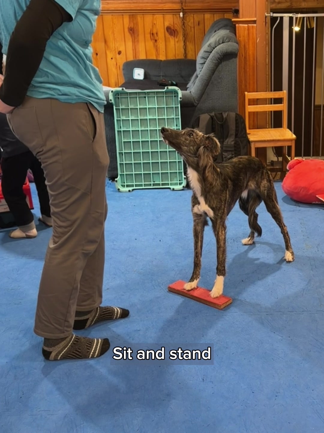 @Laura Waudby - Dog Sports
