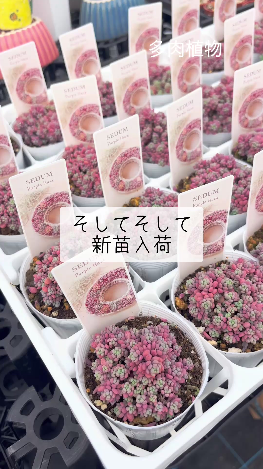 @さきゅまる～こぴとSHOP